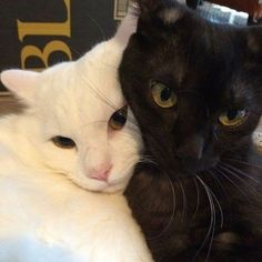 two black and white cats laying next to each other