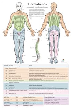 the human body and its functions