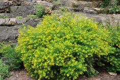 a bush with yellow flowers near some rocks