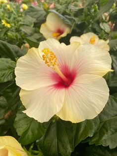 white and pink flower with yellow stamens in the foreground, surrounded by green leaves