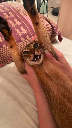 a person is petting a cat on top of a bed with their paws in the air