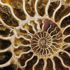 a close up view of an ammonite shell with its spiral design on it