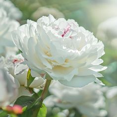 white flowers are blooming in the garden