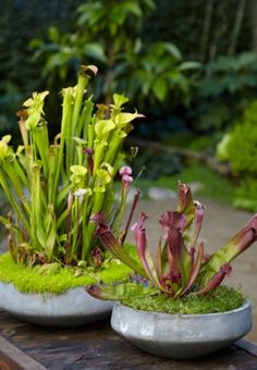 three planters filled with plants sitting on top of a wooden table in a garden