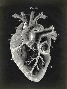 the human heart is shown in black and white