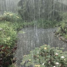 the rain is pouring down on some water lilies