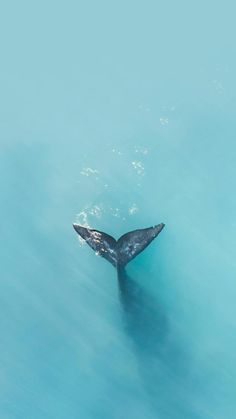 a whale's tail is visible from above the water