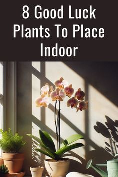 some plants are sitting on a window sill with the words 8 good luck plants to place indoors