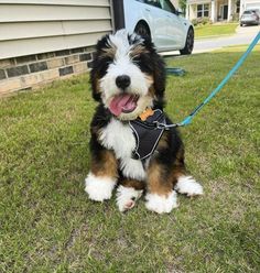 a dog that is sitting in the grass with a leash on it's neck