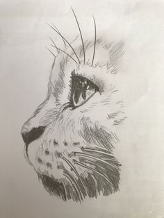 a pencil drawing of a cat's face