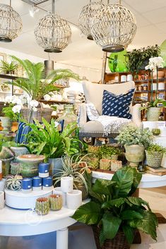 a room filled with lots of potted plants