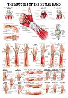 Muscles of the Hand Laminated Anatomy Chart Muscles Of The Hand, Anatomy Chart, Psoas Release, Hand Anatomy, Human Body Anatomy, Muscular System, Muscle Anatomy, Human Anatomy And Physiology, Medical Anatomy