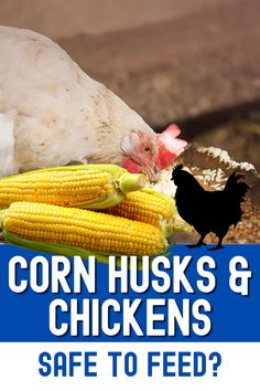 corn husks and chickens safe to feed?