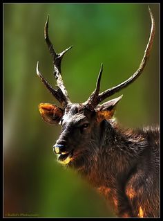 an antelope with large horns standing in front of a green background and looking at the camera