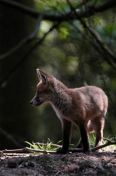 a small fox standing on top of a forest floor