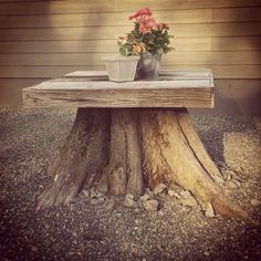 a potted plant sitting on top of a tree stump