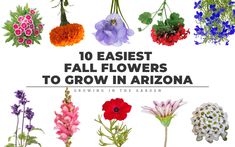 the cover of 10 easyest fall flowers to grow in arizona growing in the garden