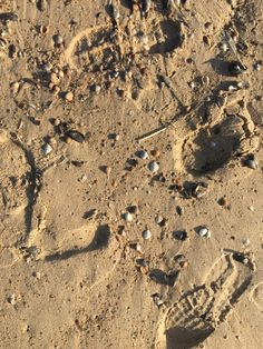 an animal tracks in the sand with rocks and shells on it's back side