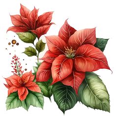 a watercolor painting of poinsettia and leaves