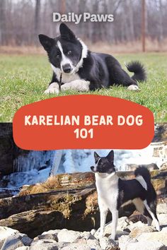 two black and white dogs sitting on rocks in the grass, one is looking at the camera