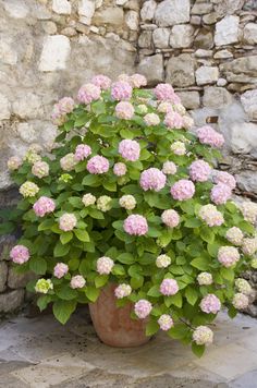 a potted plant with pink and white flowers in front of a stone wall,