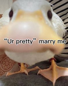 a close up of a bird with the words ur pretty marry me