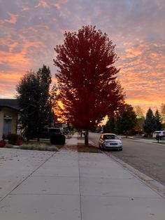 a red tree in the middle of a sidewalk with cars parked on the side walk