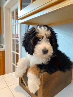 a black and white dog sitting on top of a wooden crate in a kitchen next to a counter