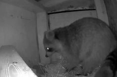 a bear is eating hay in the corner of a room that has been built into a wall