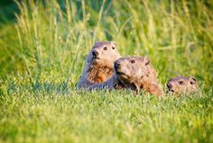 three prairie groundhogs are sitting in the grass