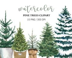 the watercolor pine trees clipart is available for purchase