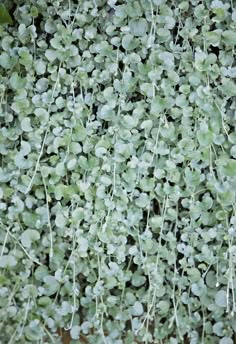 green plants are growing on the side of a building