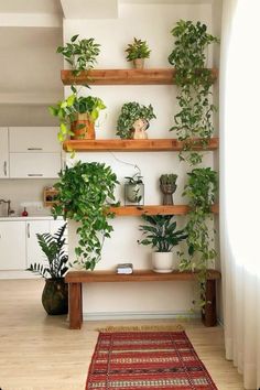 some plants are sitting on wooden shelves in a room with white walls and wood flooring