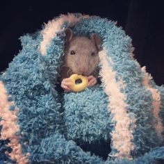 a stuffed animal with a donut in it's mouth sitting on a blanket