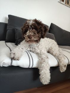 a dog laying on top of a pillow on a couch