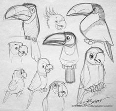 a drawing of different kinds of birds