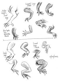 some drawings of different kinds of animals and birds in the same drawing, each with their own handwritten caption