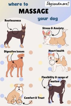 the different types of dogs that can be used for massages and other things to help them