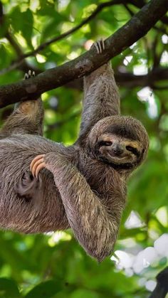 a sloth hanging upside down on a tree branch