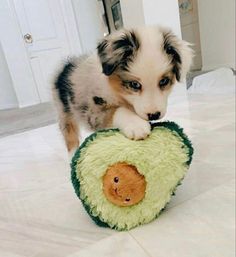 a small dog playing with a stuffed animal