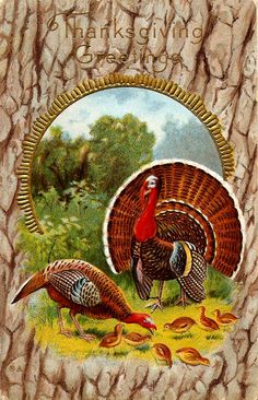 two turkeys standing next to each other in front of a tree trunk with the words,