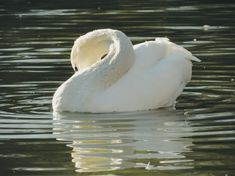 a white swan floating on top of a body of water