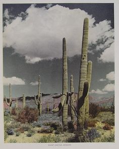 an image of a desert scene with cactus trees and clouds in the sky above it