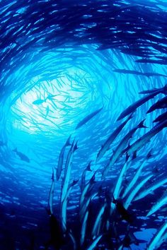 a large group of fish swimming in the ocean