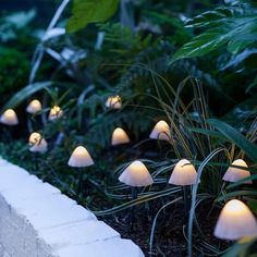 many white lights are lit up in the grass near some bushes and trees, along with other plants