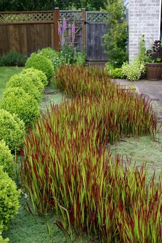 a garden with lots of green and red plants