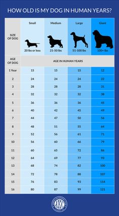 an info sheet showing how old is my dog in human years? and the average age of dogs