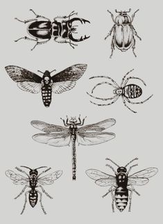 four different types of bugs on a white background