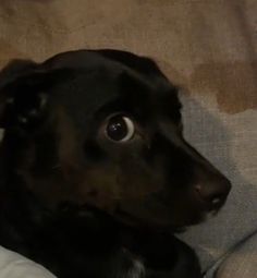 a black dog laying on top of a couch next to a person's leg