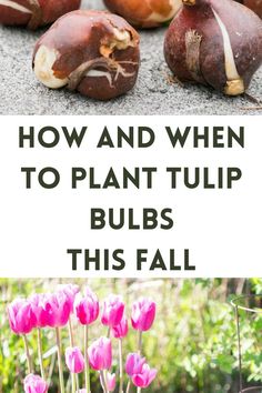 tulip bulbs being planted Tulip Bed Ideas, Tulips Planting, Tulip Tips, Tulip Care, Plant Tulips, Planting Tulip Bulbs